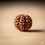 7 Mukhi Rudraksha (Raw & Dehusked)