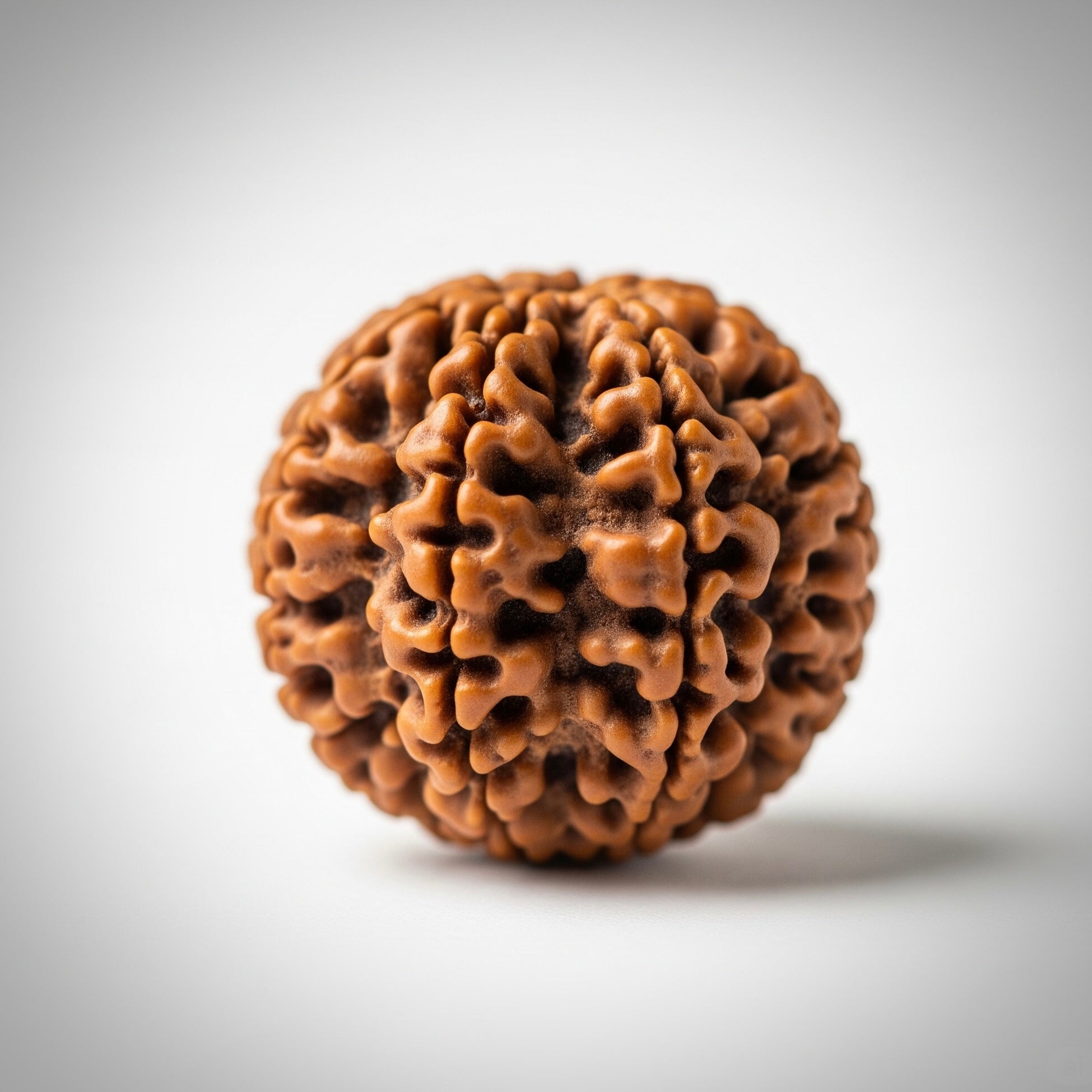 4 Mukhi Rudraksha (Raw & Dehusked)