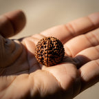 5 Pancha Mukhi Rudraksha