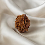 2 Mukhi Rudraksha (Raw & Dehusked)