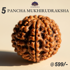 5 Pancha Mukhi Rudraksha