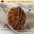 2 Mukhi Rudraksha (Raw & Dehusked)