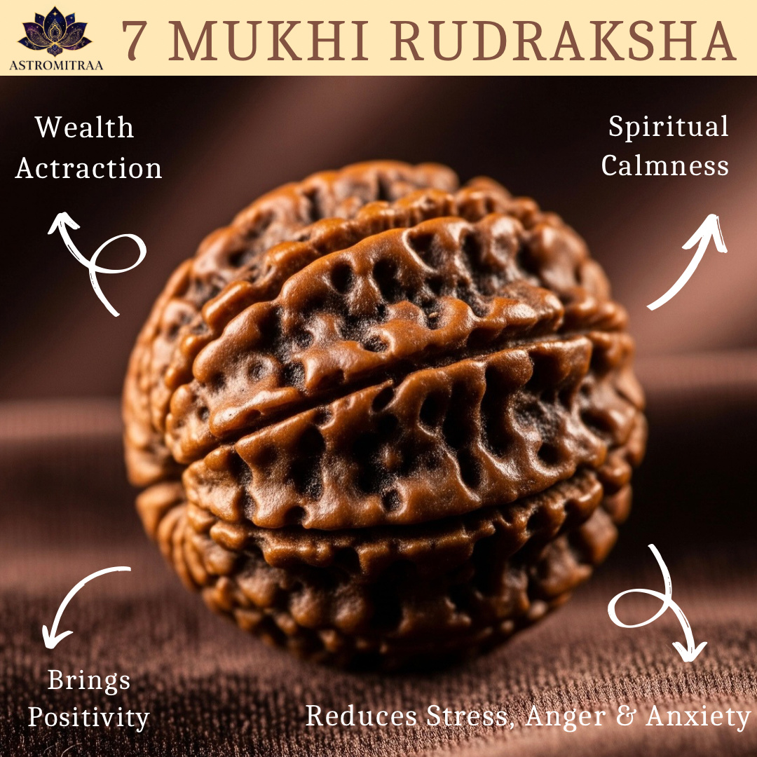 7 Mukhi Rudraksha (Raw & Dehusked)